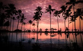 Coconut trees in Negombo Beach resort pool in Sri Lanka