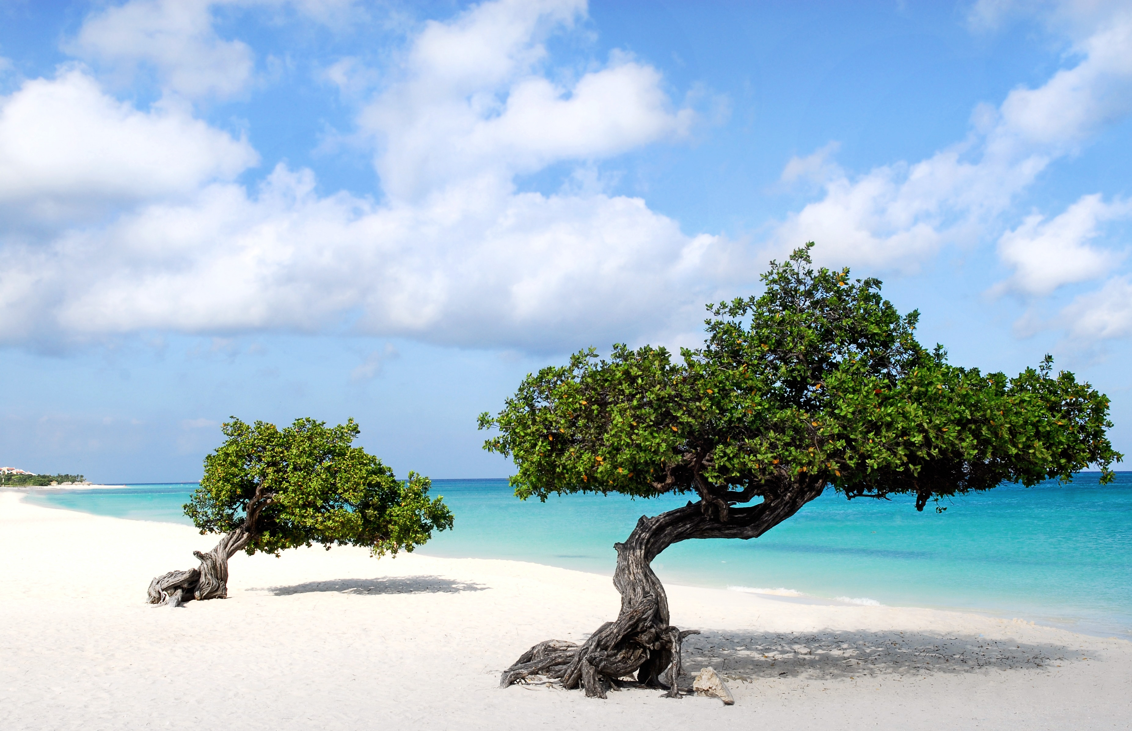 Beautiful wallpaper of Divi trees in Aruba island - Beach Wallpapers